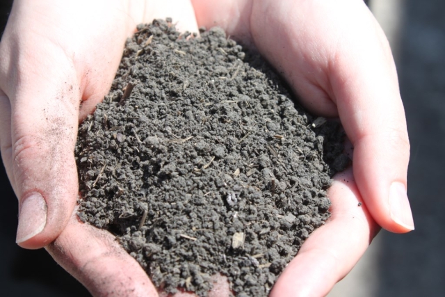 dried digestate in hands