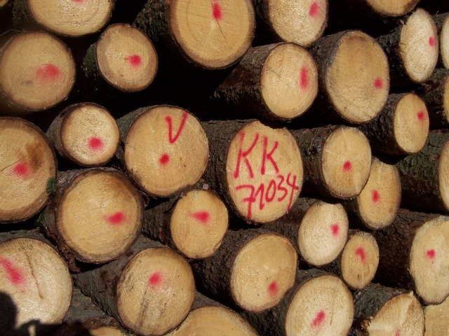 logwood