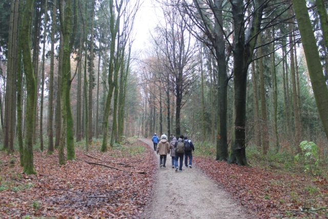 people in the forest