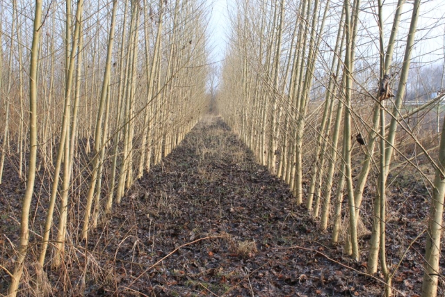 short rotation woody crops (poplar)