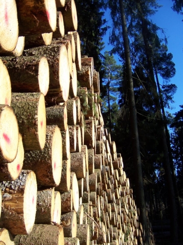 timber in the forest