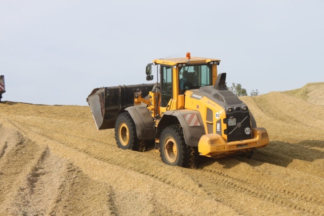 wheel loader compacting silage